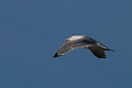 Herring gull